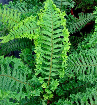 Wurmfarn CRISTATA THE KING, Cont. 1,7 l