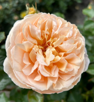 Edelrose �MARZIPAN�� *** Kordes 2024, Cont. 2 l