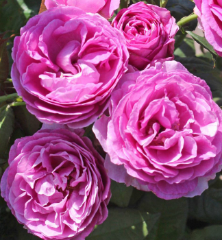 Duftende Rose CARMEN WRTH ***** ADR Kordes 2018, Cont. 2 l
