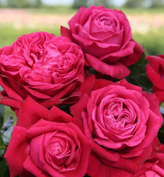 Duftende Buschrose RUBY KISS **, Kordes 2023, kont. 2 l