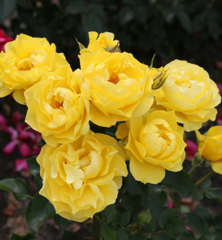 Rose HERE COMES THE SUN ** Kordes 2024, kont. 2 l
