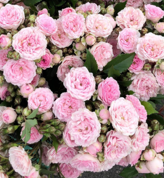 Buschrose PASHMIRA ** Kordes 2024, kont. 2 l
