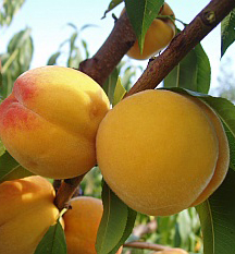 Pfirsich �CATHERINA� Unterlage GF677, 90-110 cm, Cont. 5 l