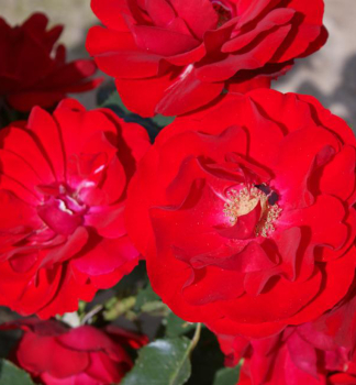 Rose INGRID WEIBULL * Tantau, kont. 2 l