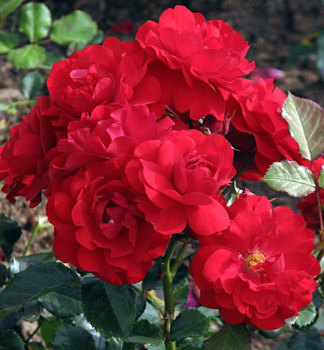 Rose INGRID WEIBULL * Tantau, kont. 2 l
