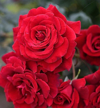 Rose LBECKER ROTSPON ** Tantau, kont. 2 l