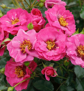 Rose ORIENTADJAMILA **** Tantau, kont. 2 l