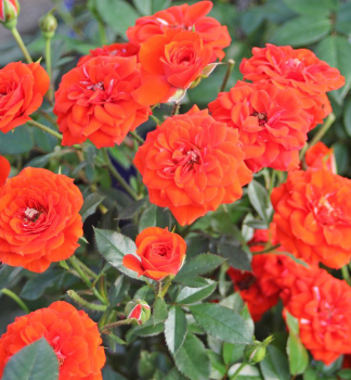 Zwergrose ORANGE BABYFLOR Tantau, kont. 2 l