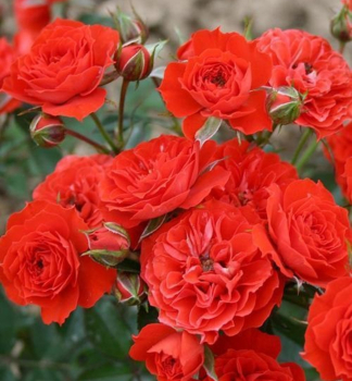 Zwergrose ORANGE BABYFLOR Tantau, kont. 2 l