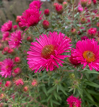 Glattblatt-Aster ANDEKEN AN ALMA PTSCHKE, kont. 0,5 l