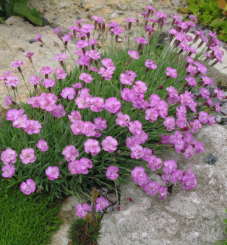 Pfingstnelke 'PINK JEWEL', Cont. 1 l