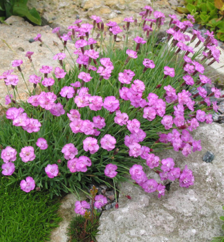 Pfingstnelke 'PINK JEWEL', Cont. 0,5 l