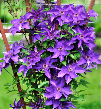 Clematis 'THE PRESIDENT' 40-50 cm, Cont. 2 l