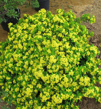 Seidelbast ROYAL CROWN 15-20 cm, kont. 2 l