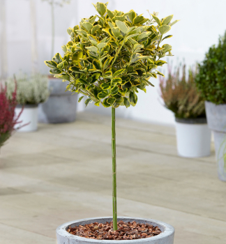 Japanischer Spindelstrauch 'MARIEKE' auf Stamm 90 cm, Cont. 7,5 l