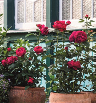 Rose  ASCOT * Tantau, kont. 2 l