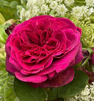Edelrose DEEP SECRET ***** Tantau, kont. 2 l