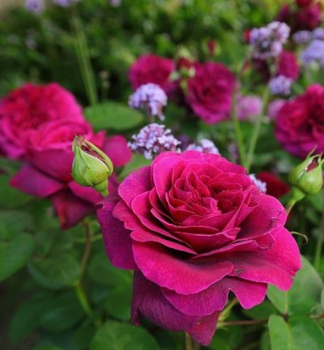 Edelrose DEEP SECRET ***** Tantau, kont. 2 l
