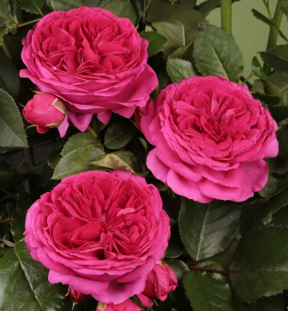 Edelrose SOPHIE LUISE **** Tantau, kont. 2 l