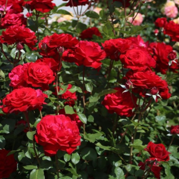 Groblumige Buschrose STRTEBEKER ** Tantau, kont. 2 l