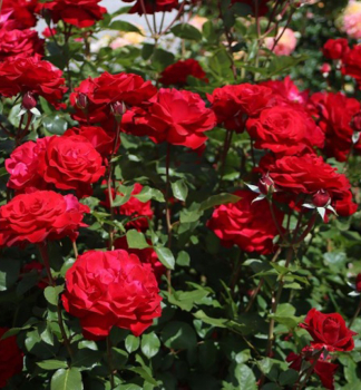 Groblumige Buschrose STRTEBEKER ** Tantau, kont. 2 l