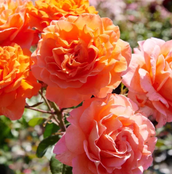 Groblumige Buschrose TEA TIME * Tantau, kont. 2 l