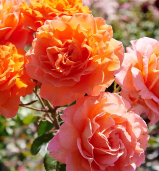 Groblumige Buschrose TEA TIME * Tantau, kont. 2 l