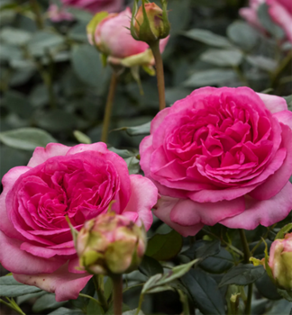 Rose WALZERTRAUM * Tantau, Cont. 2 l