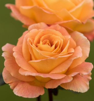 Rose WHISKY **** Tantau, kont. 2 l