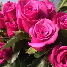 Kletterrose SHOGUN ** Tantau, kont. 2 l