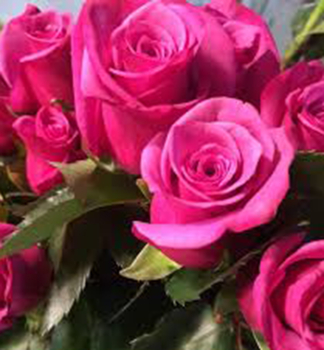 Kletterrose SHOGUN ** Tantau, kont. 2 l