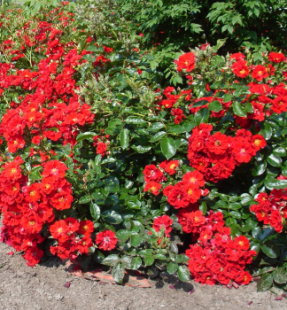 Bodendeckerrose �ALPENGL�HEN�� Tantau, 20-30 cm, Cont. 2 l