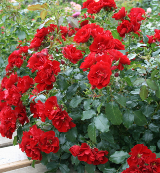 Bodendeckerrose ALPENGLHEN Tantau, Cont. 2 l
