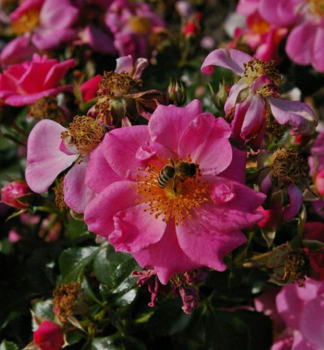 Bodendeckerrose BIENENWEIDEROSA ADR, Tantau, kont. 2 l