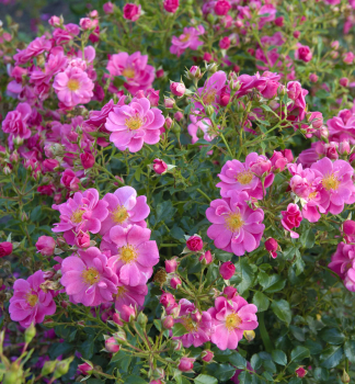 Bodendeckerrose BIENENWEIDEROSA ADR, Tantau, kont. 2 l