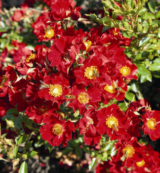 Bodendeckerrose BIENENWEIDEROT Tantau, kont. 2 l