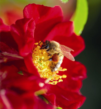 Bodendeckerrose BIENENWEIDEROT Tantau, kont. 2 l