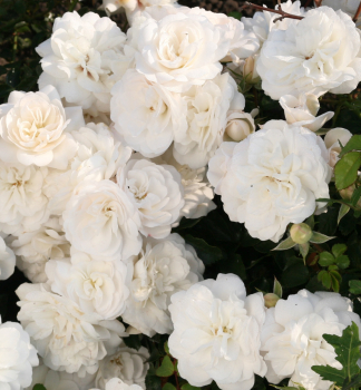 Bodendeckerrose KASTELRUTHER SPATZEN ROSE ** Tantau, kont. 2 l