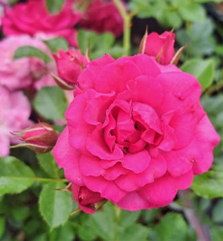 Bodendeckerrose RODY Tantau, kont. 2 l