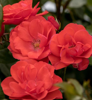 Rose FEUERWERK * Tantau, kont. 2 l