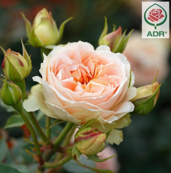 Rose MATTHIAS CLAUDIUS ROSE ADR *** Tantau, kont. 2 l