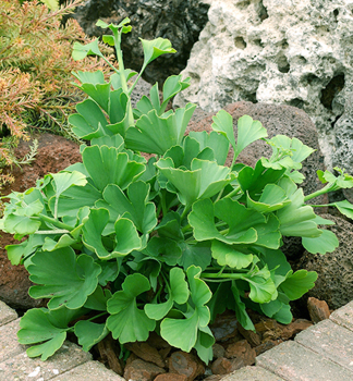 Ginkgobaum MARIKEN ball, 40-50 cm, Cont. 15 l