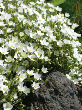 Obrzok (3)
