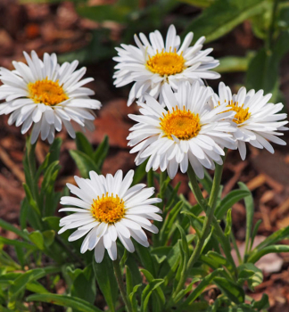 Alpenaster �WHITE BEAUTY� Cont. 0,5 l