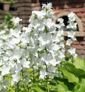 Pfirsichbl�ttrige Glockenblume �GRANDIFLORA ALBA� Cont. 0,5 l