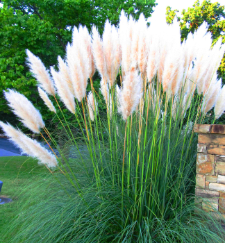 Pampasgras �WHITE PLUME� Cont. 0,5 l