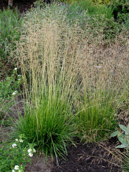 Obrzok (2)