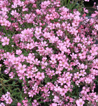 Kriechendes Schleierkraut 'ROSEA' Cont. 0,5 l
