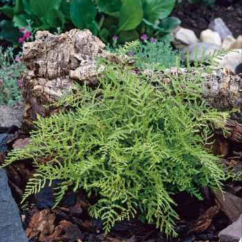 Wurmfarn LINEARIS POLYDACTYLA, kont. 1,7 l