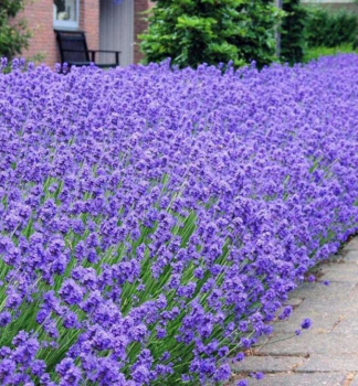 Lavendel 'MUNSTEAD', Cont. 0,5 l